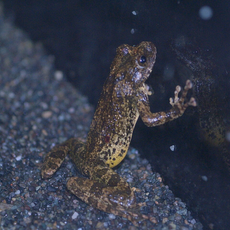 カジカガエルの写真